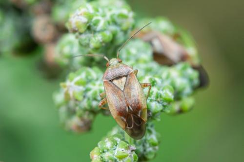 Réf. 274 076 : Lygus rugulipennis